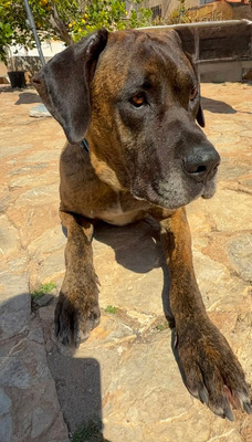 ARES, Doggen-Mischling - Hündin