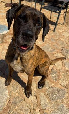 ARES, Doggen-Mischling - Hündin