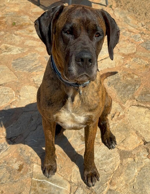 ARES, Doggen-Mischling - Hündin