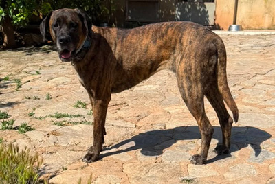 ARES, Doggen-Mischling - Hündin