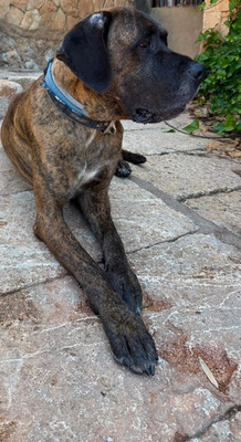 ARES, Doggen-Mischling - Hündin