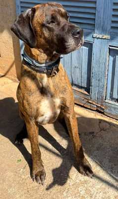 ARES, Doggen-Mischling - Hündin