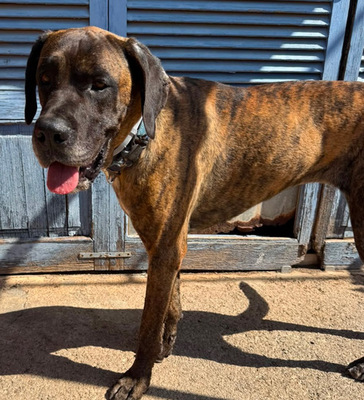 ARES, Doggen-Mischling - Hündin