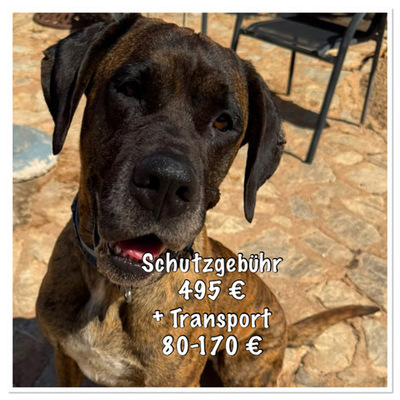 ARES, Doggen-Mischling - Hündin