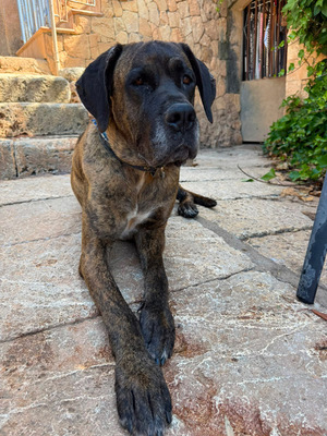 ARES, Doggen-Mischling - Hündin