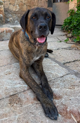 ARES, Doggen-Mischling - Hündin