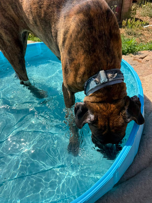 ARES, Doggen-Mischling - Hündin