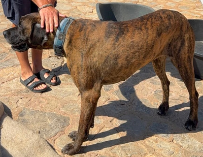 ARES, Doggen-Mischling - Hündin