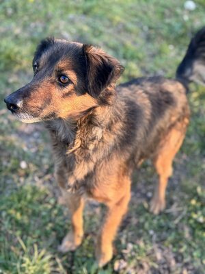 ARGUS - sucht seine eigene Familie, Mischling - Rüde