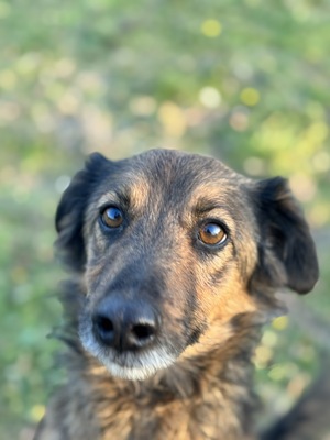 ARGUS - sucht seine eigene Familie, Mischling - Rüde