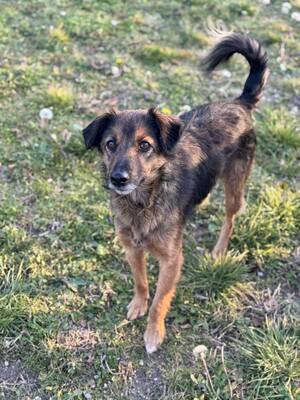 ARGUS - sucht seine eigene Familie, Mischling - Rüde