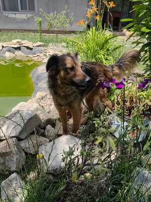 ARGUS - sucht seine eigene Familie, Mischling - Rüde