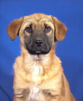 ARIA - R E S E R V I E R T !!!!! sehr lieb, anhänglich, bewegungsfreudig, verschmust, verspielt, gelehrig, katzenverträglich, Mischling Welpen - Hündin