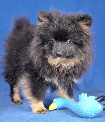 ARMANI - R E S E R V I E R T !!!!! freundlich, verschmust, neugierig, lebhaft, katzenverträglich, Pomeranian Spitz Welpen - Rüde