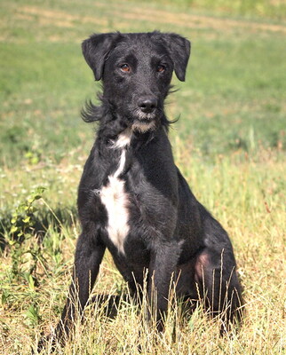 ARMIN - sehr lieb und menschenorientiert, verschmust, lebhaft, intelligent, fröhlich, als Zweithund zu einer Hündin, Mischling - Rüde