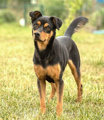 ARNI - R E S E R V I E R T !!!!! gutmütig, sehr freundlich, lebensfroh, sehr aktiv, verspielt, intelligent, neugierig, als Zweithund zu einer Hündin, Mischling (Video auf HP) - Rüde