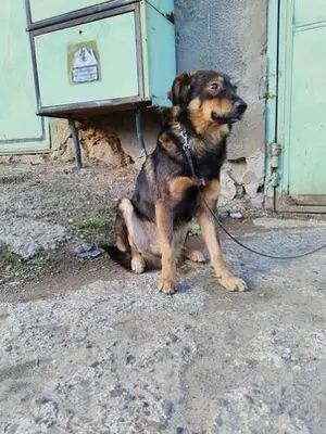 ARNOLD, Mischling - Rüde
