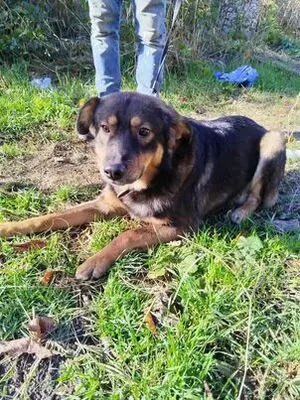 ARNOLD, Mischling - Rüde