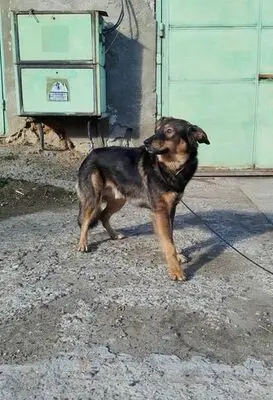 ARNOLD, Mischling - Rüde