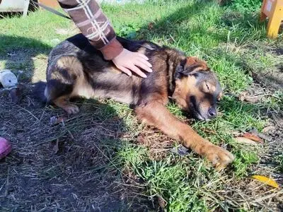 ARNOLD, Mischling - Rüde