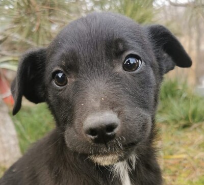 ARNYEK super süßer Rüde sucht seine Familie, unbekannt Welpen - Rüde