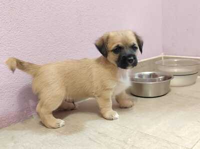 ARON, Mischling Welpen - Rüde