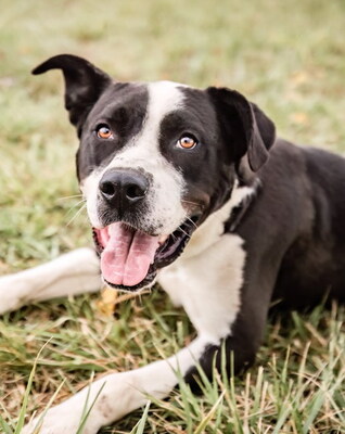 ARON - R E S E R V I E R T !!!!! sehr lieb, anhänglich, fröhlich, klug, temperamentvoll und ungestüm, neugierig, nicht zu Katzen, Mischling (Video auf HP) - Rüde