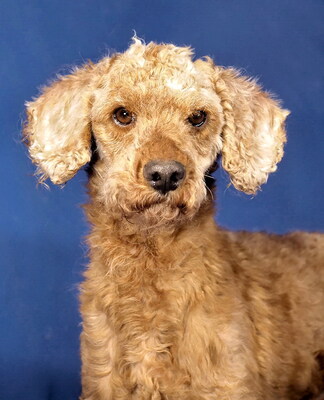 ARSLAN - R E S E R V I E R T !!!!! zunächst sehr ängstlich, könnte deshalb anfangs schnappen; freundlich, anhänglich, sehr intelligent, lebhaft, katzenverträglich, Pudel - Rüde