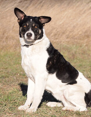 ARTUR - R E S E R V I E R T !!!!! sehr lieb und neugierig, anhänglich, lebhaft, gelehrig, anfangs etwas ängstlich, als Zweithund zu einer Hündin