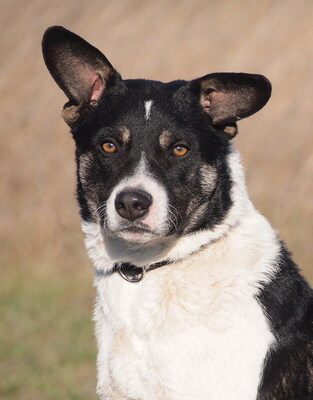 ARTUR - R E S E R V I E R T !!!!! sehr lieb und neugierig, anhänglich, lebhaft, gelehrig, anfangs etwas ängstlich, als Zweithund zu einer Hündin, Mischling - Rüde