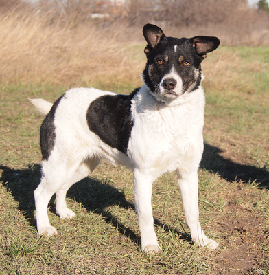 ARTUR - R E S E R V I E R T !!!!! sehr lieb und neugierig, anhänglich, lebhaft, gelehrig, anfangs etwas ängstlich, als Zweithund zu einer Hündin, Mischling - Rüde