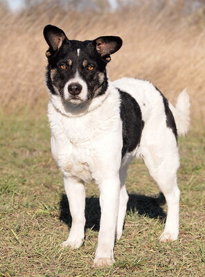 ARTUR - sehr lieb und neugierig, anhänglich, lebhaft, gelehrig, anfangs etwas ängstlich, als Zweithund zu einer Hündin, Mischling - Rüde