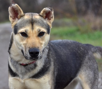 ARWEN, Mischling - Hündin