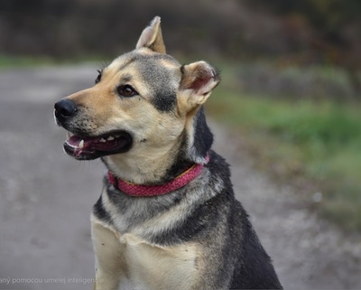 ARWEN, Mischling - Hündin