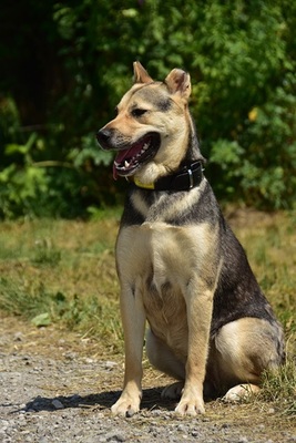 ARWEN, Mischling - Hündin
