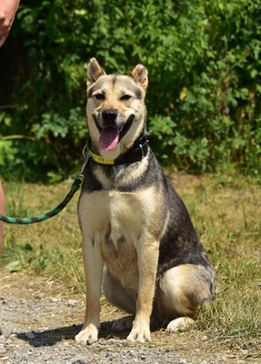 ARWEN, Mischling - Hündin