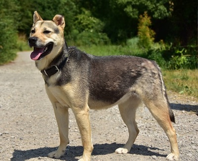 ARWEN, Mischling - Hündin