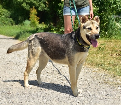 ARWEN, Mischling - Hündin