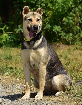 ARWEN, Mischling - Hündin