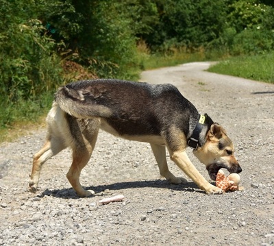 ARWEN, Mischling - Hündin