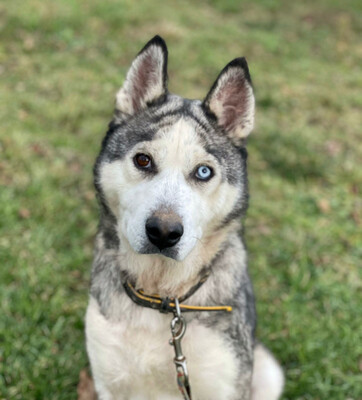 ASNA - sportliche HUSKY - MIX - HÜNDIN sucht passendes Zuhause - NOTFALL, ASNA - sportliche HUSKY - MIX - HÜNDIN sucht passendes Zuhause - NOTFALL - Hündin