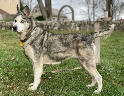 ASNA - sportliche HUSKY - MIX - HÜNDIN sucht passendes Zuhause - NOTFALL, ASNA - sportliche HUSKY - MIX - HÜNDIN sucht passendes Zuhause - NOTFALL - Hündin