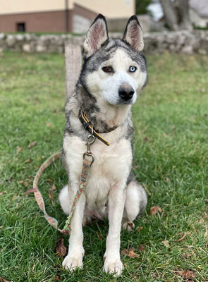 ASNA - sportliche HUSKY - MIX - HÜNDIN sucht passendes Zuhause - NOTFALL, ASNA - sportliche HUSKY - MIX - HÜNDIN sucht passendes Zuhause - NOTFALL - Hündin