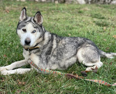 ASNA - sportliche HUSKY - MIX - HÜNDIN sucht passendes Zuhause - NOTFALL, ASNA - sportliche HUSKY - MIX - HÜNDIN sucht passendes Zuhause - NOTFALL - Hündin