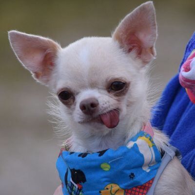 ATENAS - Linares, Chihuahua - kastriert - Hündin