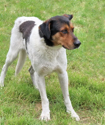 ATI - R E S E R V I E R T !!!!! freundlicher Charakter, sanft, gutmütig, aber ängstlich