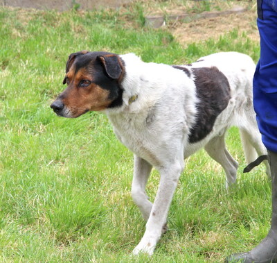 ATI - R E S E R V I E R T !!!!! freundlicher Charakter, sanft, gutmütig, aber ängstlich, Mischling (Video auf HP) - Rüde
