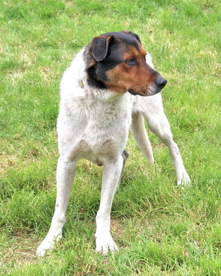 ATI - R E S E R V I E R T !!!!! freundlicher Charakter, sanft, gutmütig, aber ängstlich, Mischling (Video auf HP) - Rüde