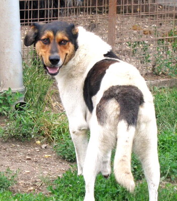ATI - R E S E R V I E R T !!!!! freundlicher Charakter, sanft, gutmütig, aber ängstlich, Mischling (Video auf HP) - Rüde