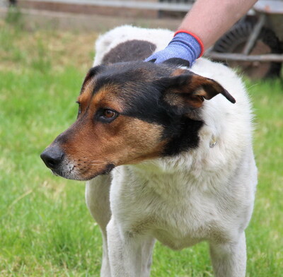 ATI - R E S E R V I E R T !!!!! freundlicher Charakter, sanft, gutmütig, aber ängstlich, Mischling (Video auf HP) - Rüde
